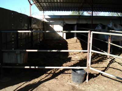 Την καταπλάκωσε η σκεπή του στάβλου