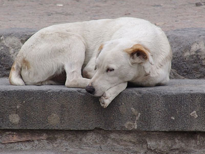 Αδέσποτα και Δήμος Αργυρούπολης