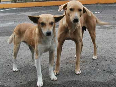 Νέο σχέδιο νόμου για την εξαγωγή αδέσποτων ζώων