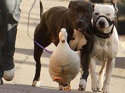 Μια πάπια που νομίζει πως είναι σκύλος