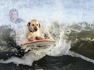 Σκύλος κάνει σέρφινγκ