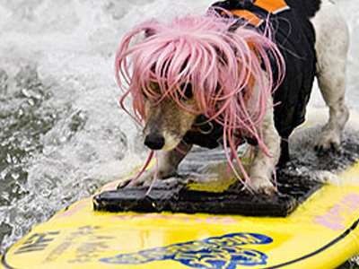 Και οι σκύλοι κάνουν surfing!