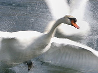 Οι Άγγλοι μετράνε… τους  κύκνους