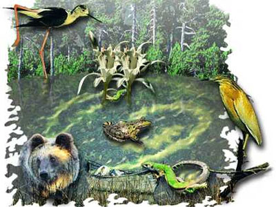 Η Αθήνα θα φιλοξενήσει το συνέδριο για την προστασία της παγκόσμιας βιοποικιλότητας