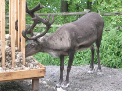 Τάρανδοι στο κέντρο της πόλης