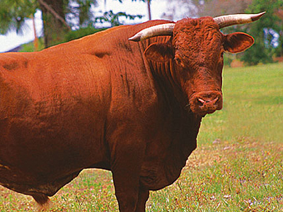 Ταύρος σκότωσε αγρότη