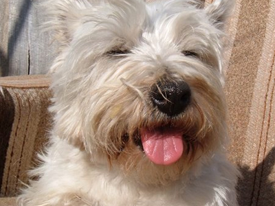 Ιδιοκτήτης δάγκωσε το σκύλο του