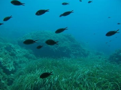 Η Ελλάδα δεν υλοποιεί τις υποχρεώσεις της για το θαλάσσιο περιβάλλον