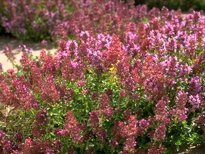 Θυμάρι για άρωμα ευεξίας