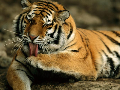 Τίγρης σκότωσε άντρα που μπήκε στο κλουβί της