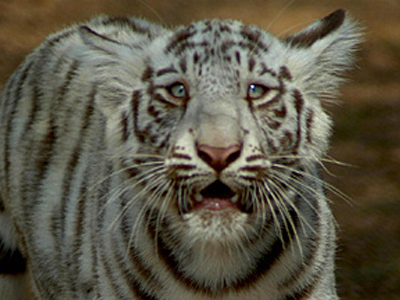 Τίγρις κατασπάραξε εργαζόμενο σε ζωολογικό κήπο