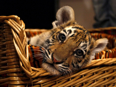 Το νέο κατοικίδιο του Πούτιν