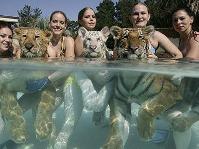 Κολύμπι… με τίγρεις
