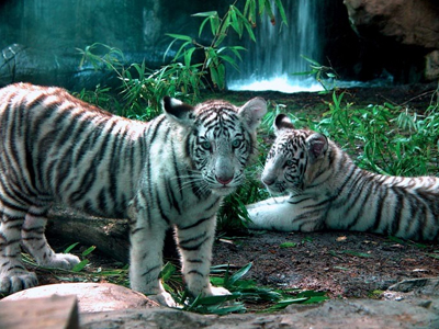 Τίγρεις σκότωσαν εργαζόμενο ζωολογικού κήπου