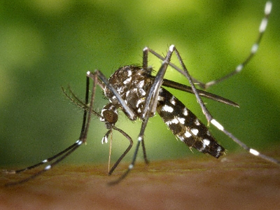 Στη Ρόδο το κουνούπι-τίγρης;