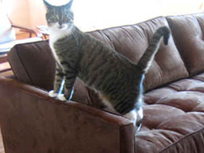 Οικογένεια και κατοικίδιο πέθαναν από πολυθρόνα