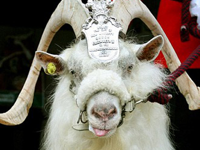 Στη σύνταξη βγήκε… «βασιλικός» τράγος