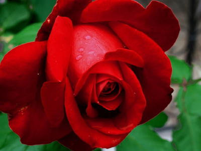 Του έκοψαν τα φτερά