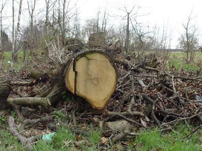 Τον καταπλάκωσε το δέντρο που έκοβε