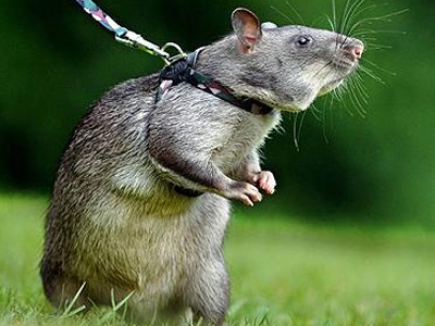 Ποντίκι… ναρκαλιευτής