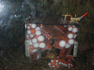 Ένα χταπόδι… διαρρήκτης