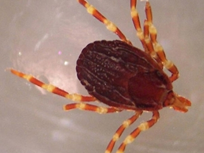 Στο νοσοκομείο 131 στρατιώτες από τσίμπημα τσιμπουριών