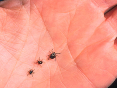 Η μάχη με τα τσιμπούρια