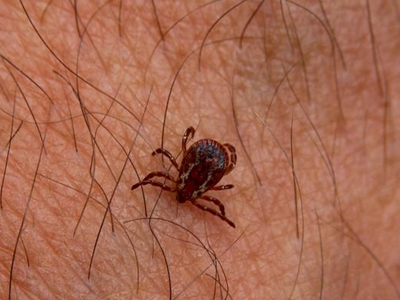 11 άτομα στο νοσοκομείο από τσιμπούρια