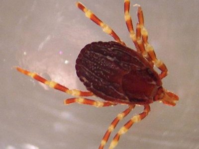 Συναγερμός για το τσιμπούρι – ”δολοφόνο”