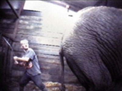 Απαγόρευση των τσίρκων με ζώα στην Ελλάδα