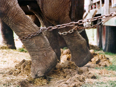 Πιθανή απαγόρευση των τσίρκο με άγρια ζώα