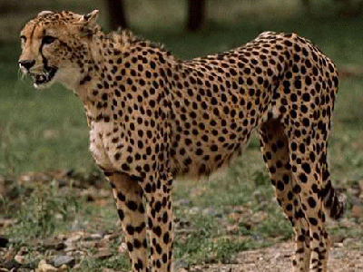 Τα τσιτάχ στη λίστα ειδών προς εξαφάνιση