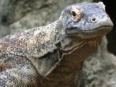 Δράκοι του Κόμοντο κατασπάραξαν 31χρονο