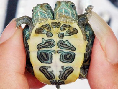 Σιαμαία χελωνάκια