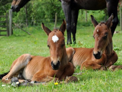 Δύο σπάνια δίδυμα… πουλάρια