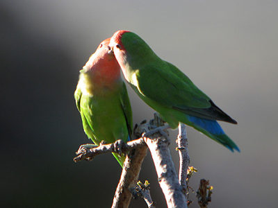 Summer wine για το Βαρβιτσιώτη
