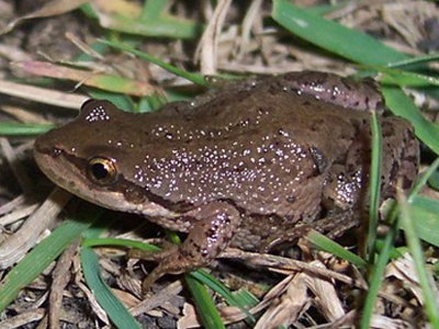 “Ξεμένει” από… αμφίβια το Yellowstone