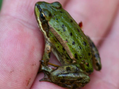 Κινδυνεύουν με αφανισμό τα ερπετά και οι βάτραχοι της Ευρώπης