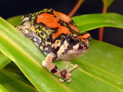 Ανακαλύφθηκαν δέκα νέα είδη αμφιβίων