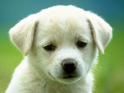 Quiz: Είσαστε έτοιμοι για ένα σκυλί;