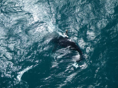 Ραντεβού για σερφ με μία φάλαινα