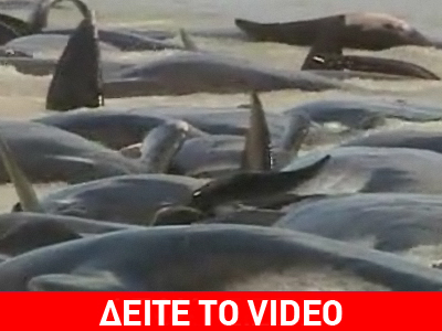 Δεκάδες φάλαινες στις ακτές της Αυστραλίας