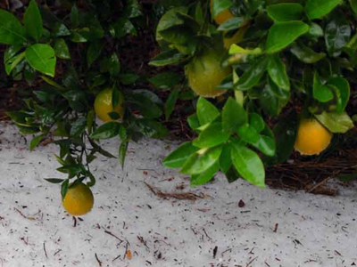 Χαλάζι κατέστρεψε καλλιέργειες