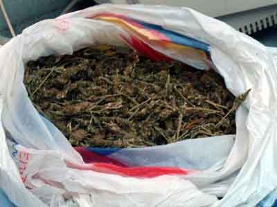 Συνελήφθη Αλβανός χασισοκαλλιεργητής στην Καλαμάτα