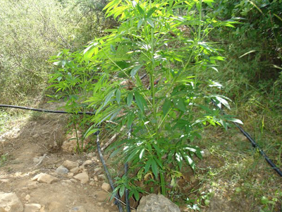 Καλλιεργούσε ναρκωτικά στη βεράντα