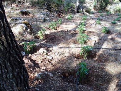 Χασισοφυτεία με 104 δενδρύλλια στην Καρδίτσα