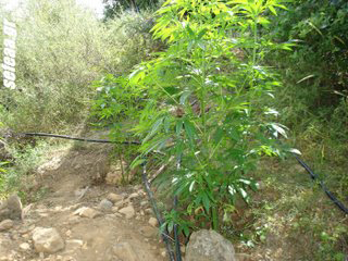 Σύλληψη για κατοχή ναρκωτικών