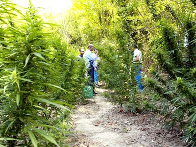 Έστησαν αντίσκηνο σε χασισοφυτεία