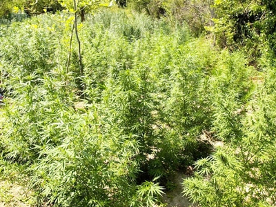 Καλλιεργούσε… χασίς στην αυλή του