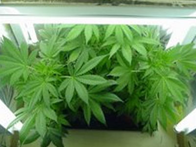 Καλλιεργούσε χασίς… σε κουτάκια μπύρας